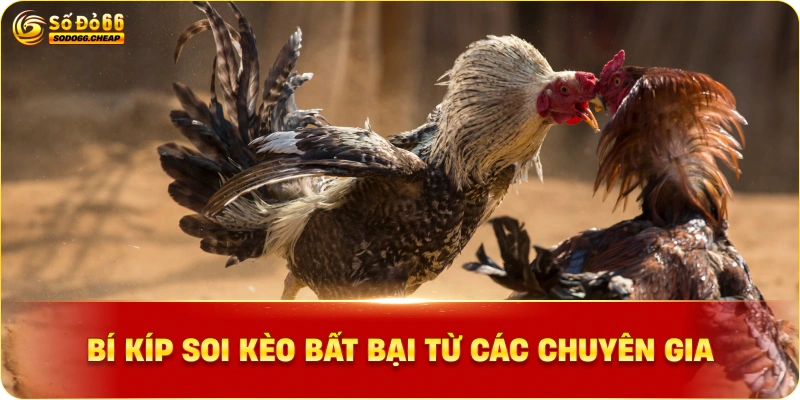 Bí kíp soi kèo bất bại từ các chuyên gia
