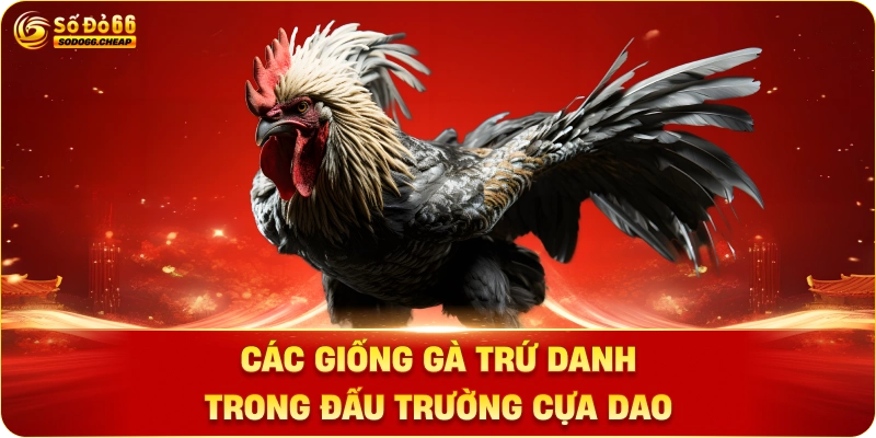 Các giống gà trứ danh trong đấu trường cựa dao