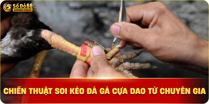 Chiến thuật soi kèo đá gà cựa dao từ chuyên gia