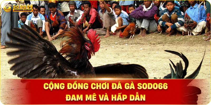 Cộng Đồng Chơi Đá Gà sodo66 Đam Mê và Hấp Dẫn