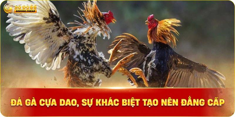 Đá gà cựa dao, Sự khác biệt tạo nên đẳng cấp