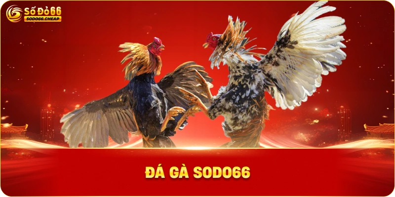 Đá gà sodo66